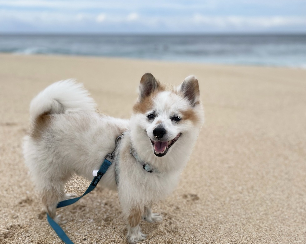 Vote for Mochi 2024 Pets in Paradise Calendar Contest