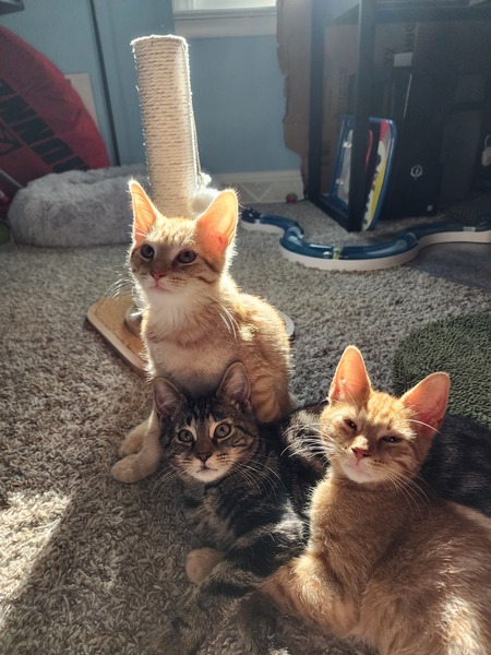 Milo, Oliver and Wally