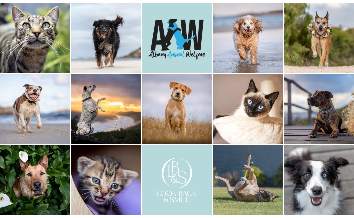 Look Back and Smile Pet Photography Albany Animal Welfare Calendar