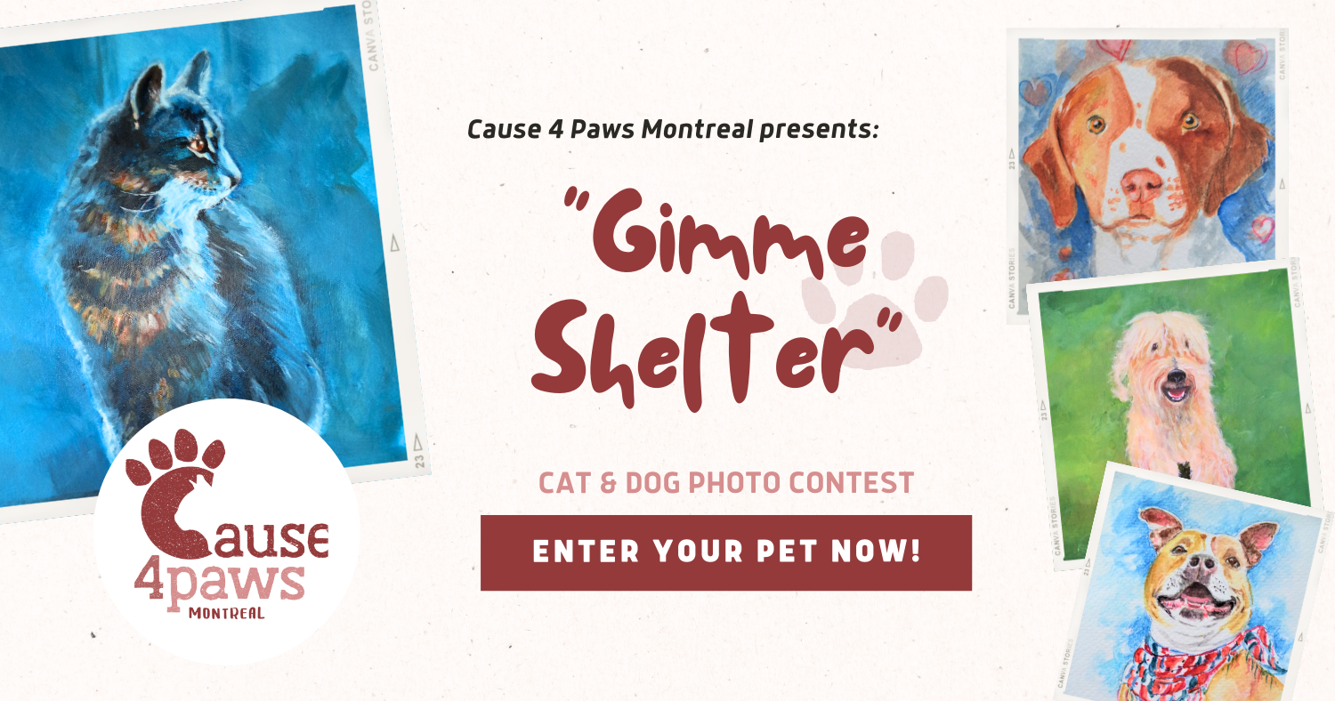 Cause 4 Paws Cat Rescue | Gimme Shelter Cat and Dog Photo Contest