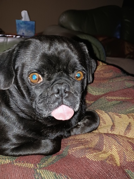 Harley  (This Pug Loves To Chug)