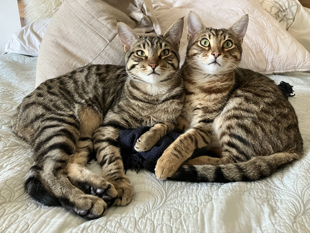 Cricket & Junebug - The Kitty Bros!