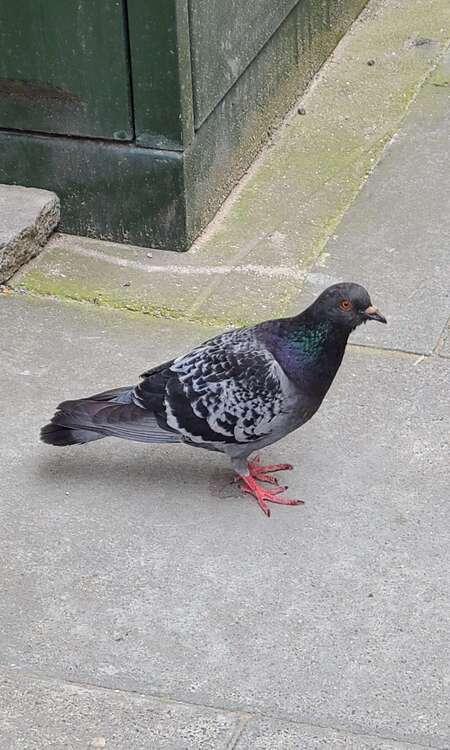 London Pigeon