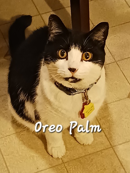 Oreo