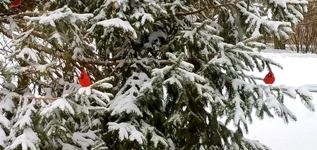 Cardinal posing on a snowy perch