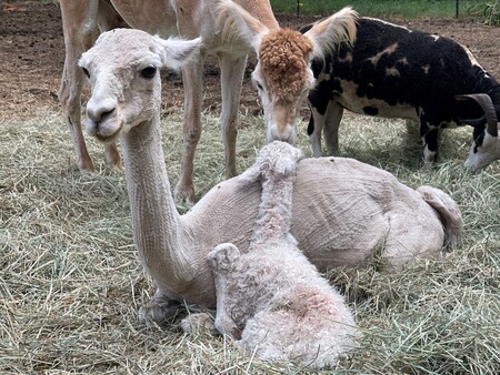 Olaf (the mama), Kristoff (newborn) and Willie (big brother)