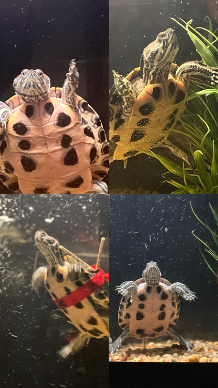 Raphael (AKA MR. TURTLE) 