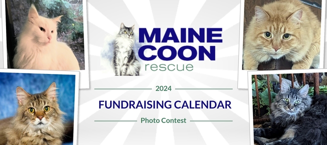 Maine Coon Rescue Maine Coon Rescue s Calendar Photo Contest