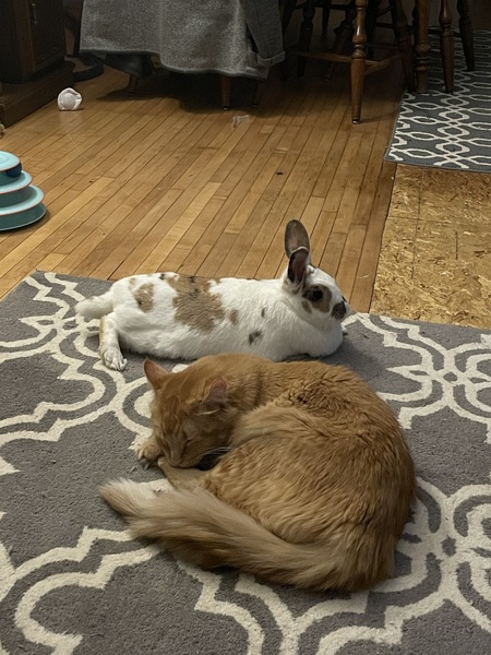 Bean(bunny) and Winnie(cat)