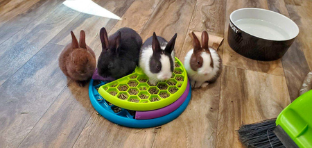 Baby Bunnies - Curly, Jiji, Cookie, & Sugar