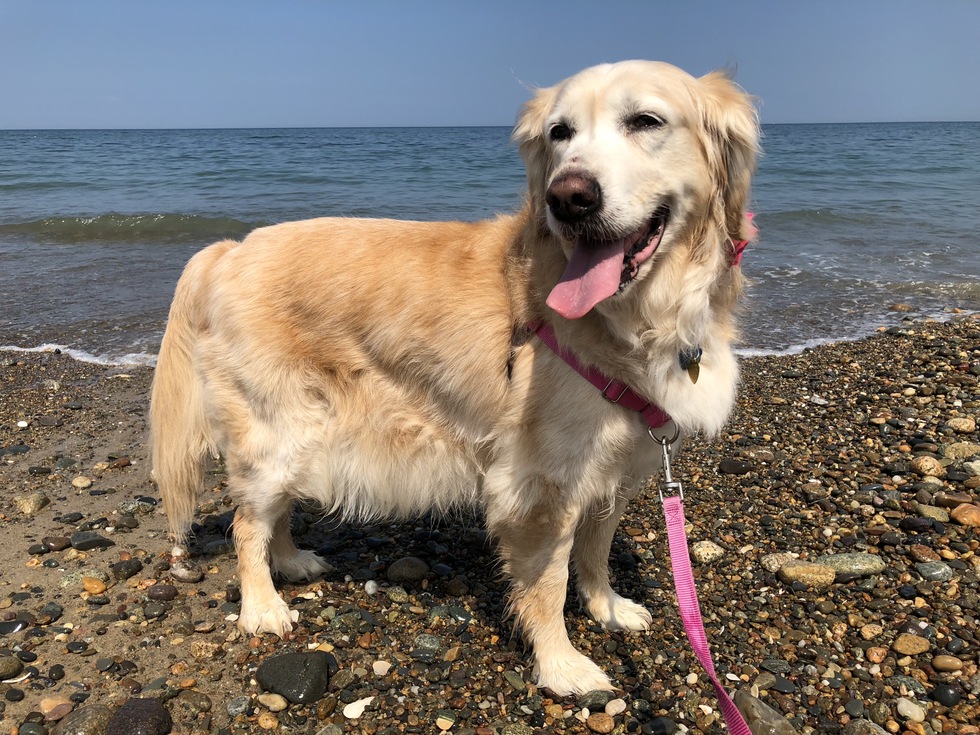 Vote for Lady Yankee Golden Retriever Rescue 2024 Calendar Contest