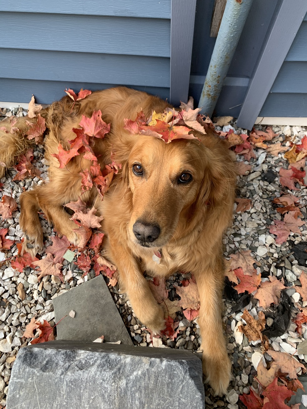 Vote for Tarci (formerly Tarcin) Yankee Golden Retriever Rescue 2024