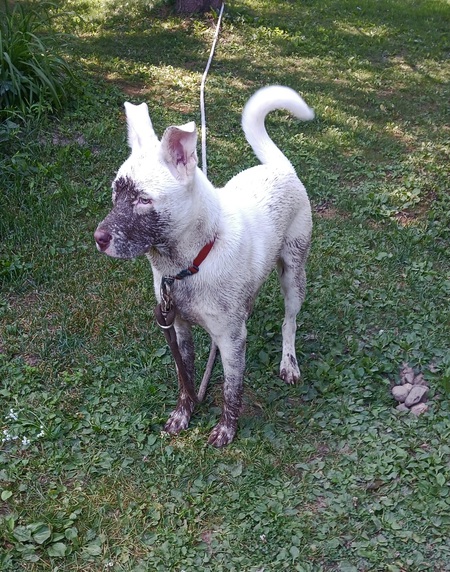 Luigi (was Wilbur when adopted)