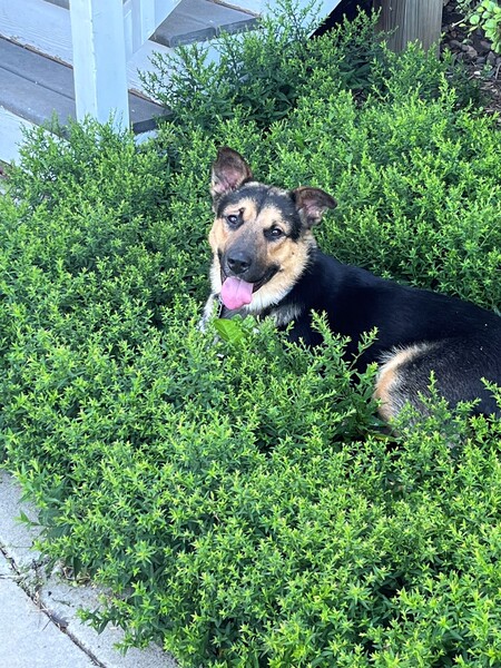 JAKE IN FLOWER BED