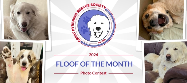 Great pyrenees rescue store society