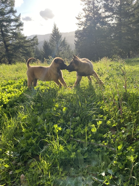 The Creek Pups, Farrah and Flynn