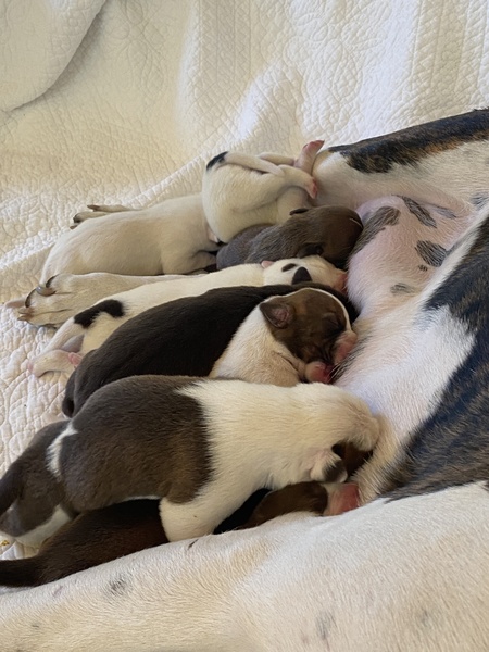 Maribell with her 10 puppies (foster)