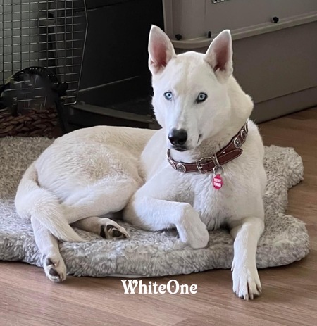 WhiteOne