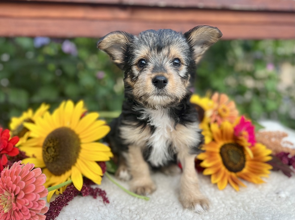 Vote for Wicket W. Warrick 2024 Pet Calendar Photo Contest