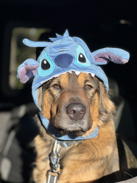 Stitch