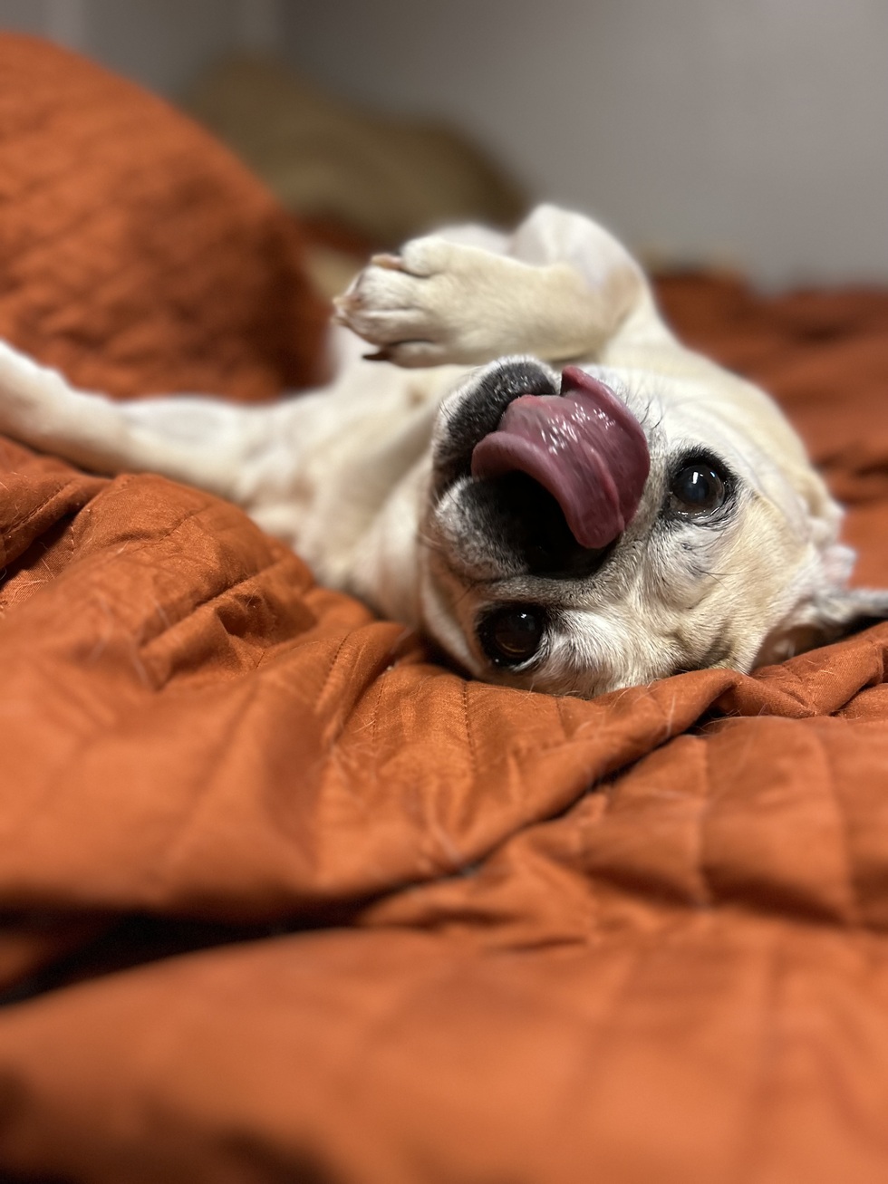 Vote for Layla Rose | 2024 Kentuckiana Pug Rescue Calendar Contest