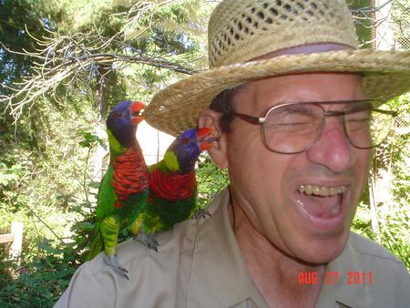 Lorikeets