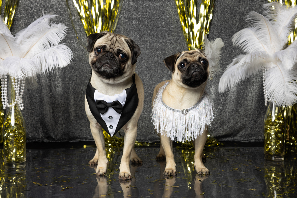 Vote for FREDDIE MERCURY & LILIBET 2024 Mid Atlantic Pug Rescue