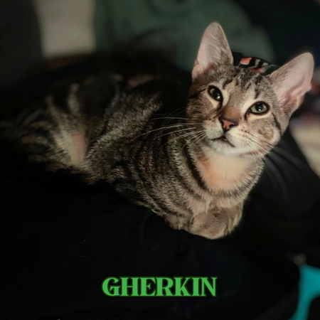 Gherkin