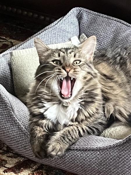 Loki’s Yawn