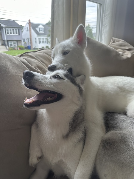 Stella & Koda