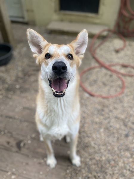 Rocky (aka Orange Rocky) 