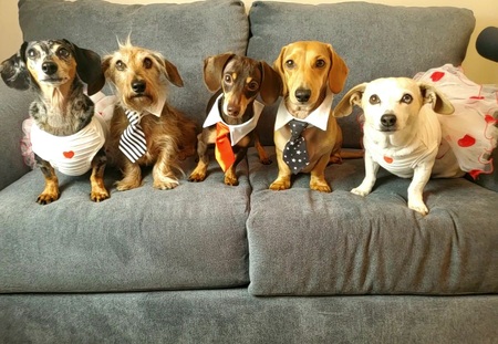 Charlie, Odie,Benji, Griffin and Sandy