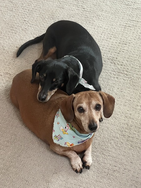 Frank (black & tan) & Tootsie (red)