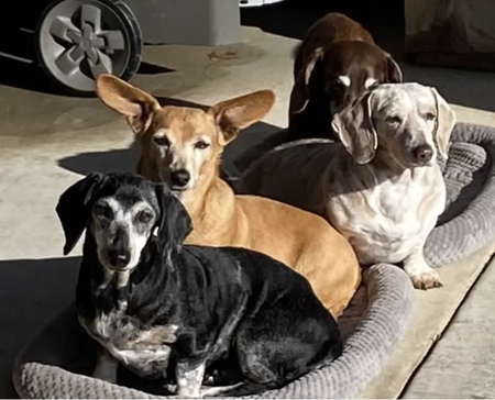 Petula Bark, Dash, Ruger and Tuffy