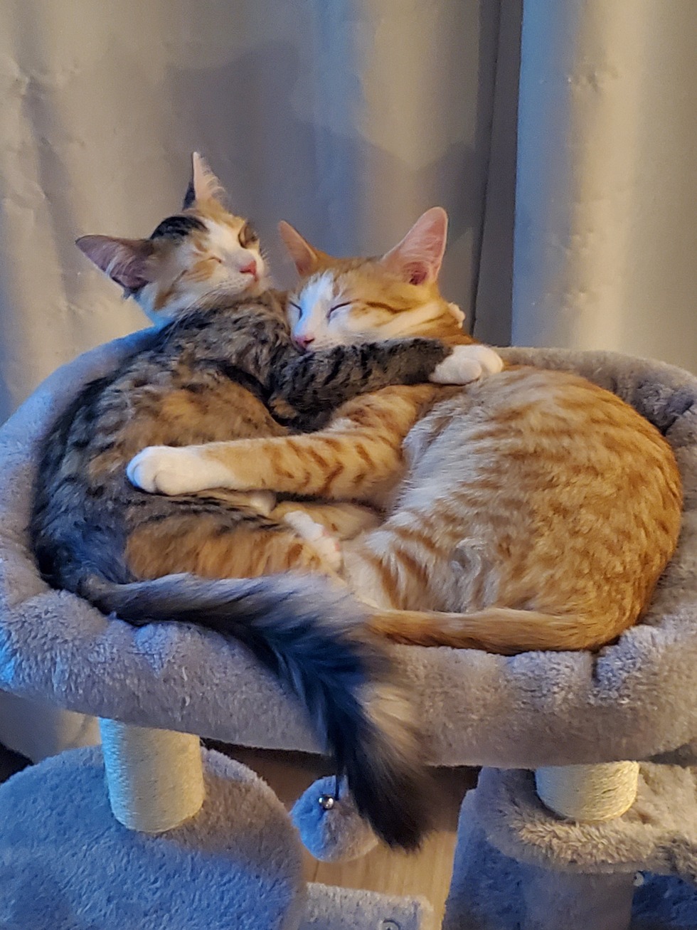 Vote for Jack and Jill Friends of Felines 2024 Cat Calendar Contest