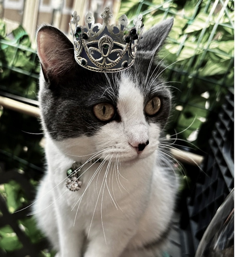 Vote for Princess Kona! 2024 AWLA Calendar Contest