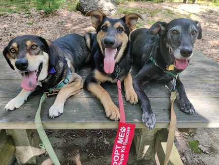 Fit, Phoebe, and Loulou