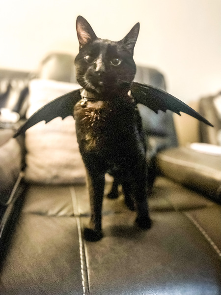 Shadow T’Challa the BatCat