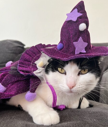 Oreo the grumpy wizard 