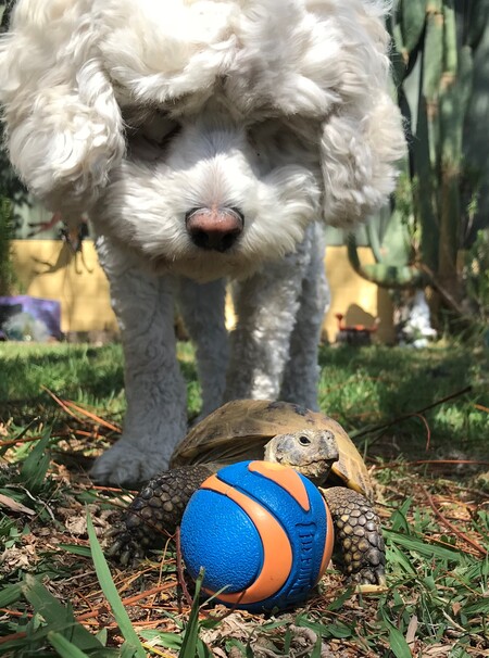 Ivan (rescued tortoise) & Brady (SDHS rescue)