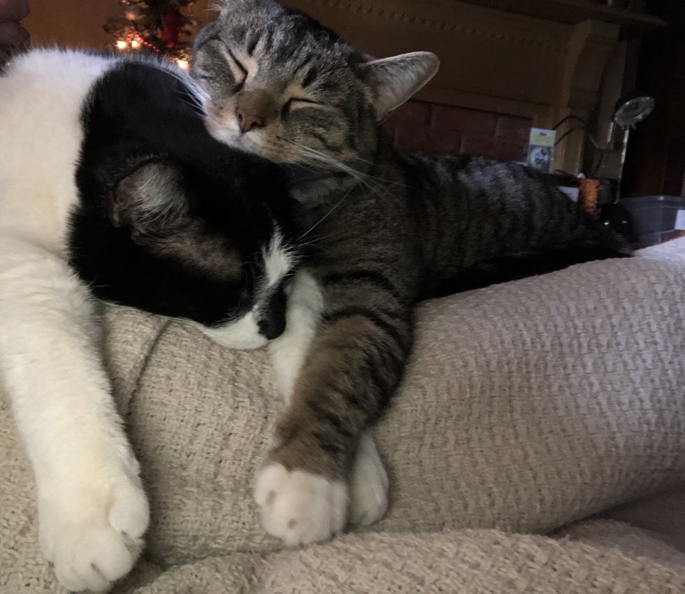 Vote for Milo and Owen | Top Paws FLSPCA 2024 Calendar Photo Contest