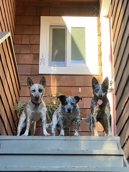 Ozzy, Tate and Kaia