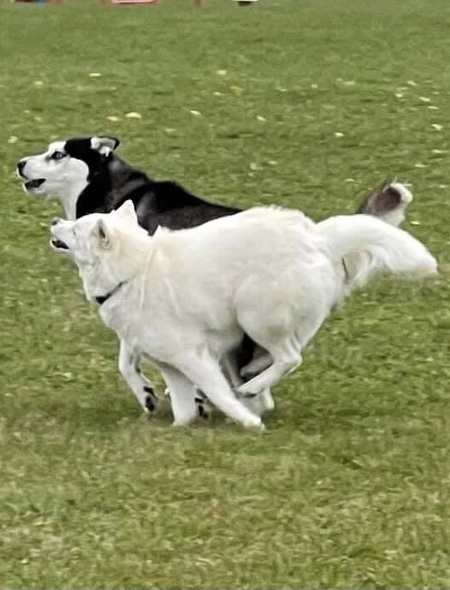 Lobo & Posey