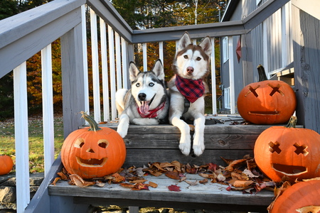 Mishka and Shiloh 