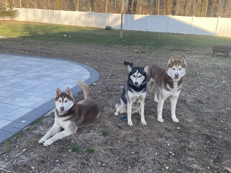 Jax, Shadow and Rusty