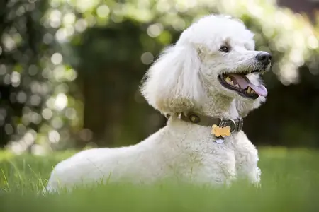 Oscar (a regal standard poodle)