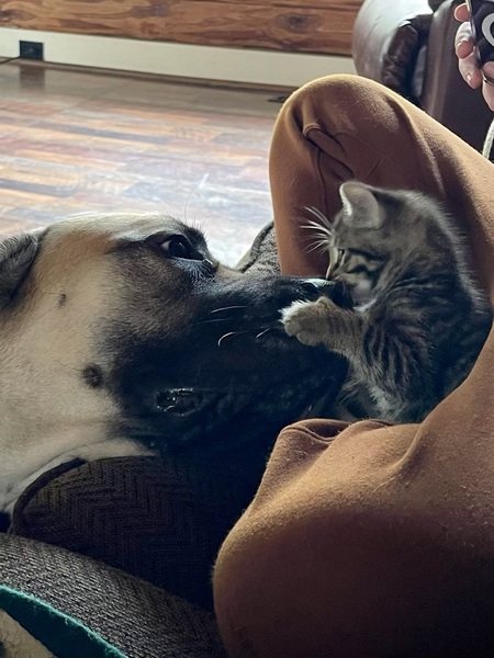 Lizzy and Cher the Kitten