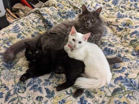 Loki (fka Usher), pictured with fosters Noel and Peppermint