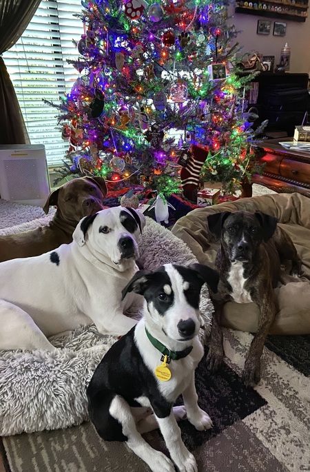 Mocha, Sadie, Serrano and Doc Domino (foster)