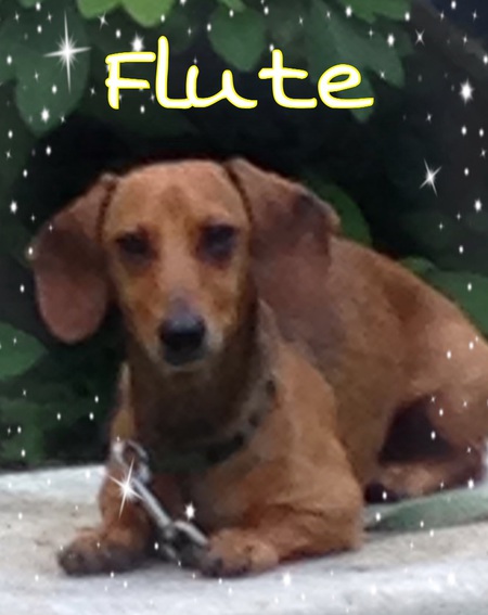 Flute